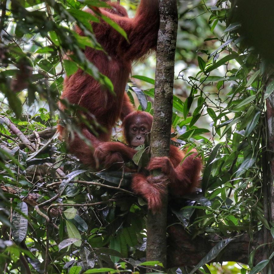 Sumatra Orangutan Discovery Villa Bukit Lawang Eksteriør bilde