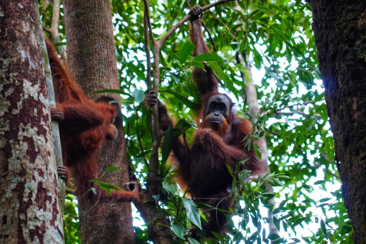 Sumatra Orangutan Discovery Villa Bukit Lawang Eksteriør bilde